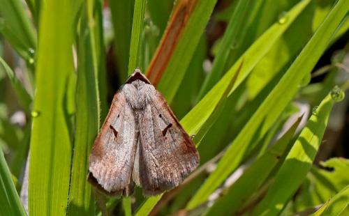Lygephila pastinum